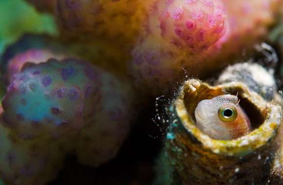 Blenny, Red Sea wallpapers hd quality