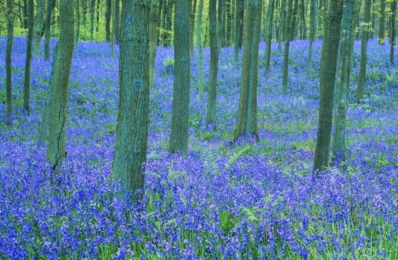 Bluebells In The Forest