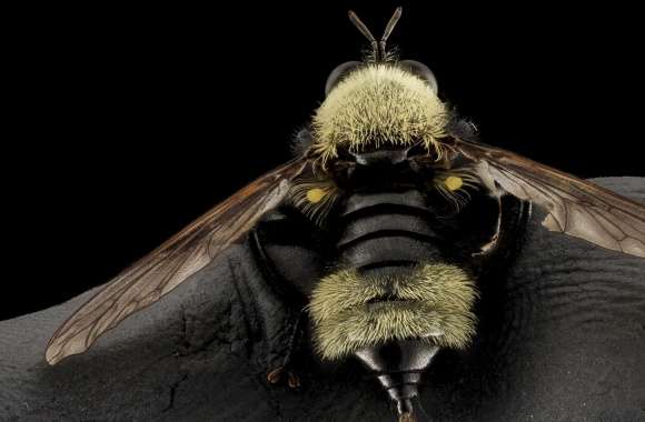 Bumblebee Mimic Robber Fly, Laphria Posticata