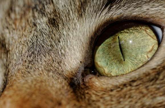 Cat Eye Macro