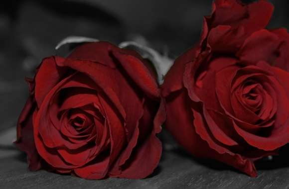 Dark Red Roses wallpapers hd quality