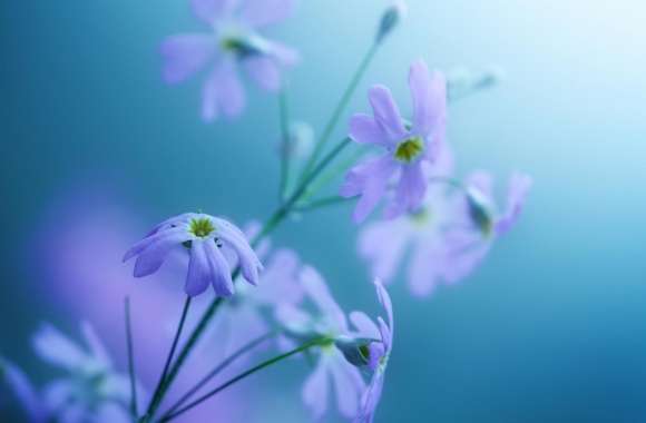 Delicate Violet Flowers