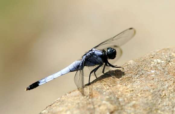Dragonfly On The Rock