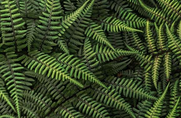 Fern wallpapers hd quality