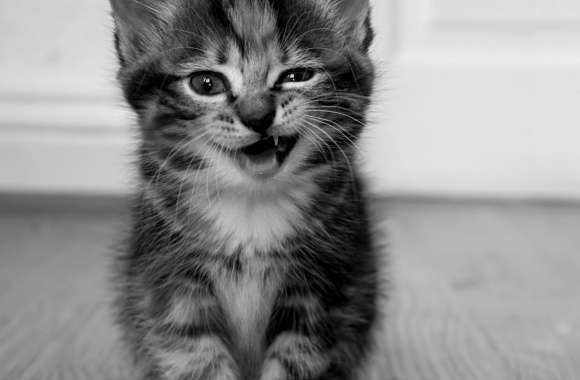 Funny Kitten wallpapers hd quality