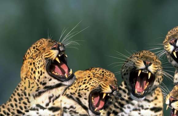 Funny Leopards wallpapers hd quality
