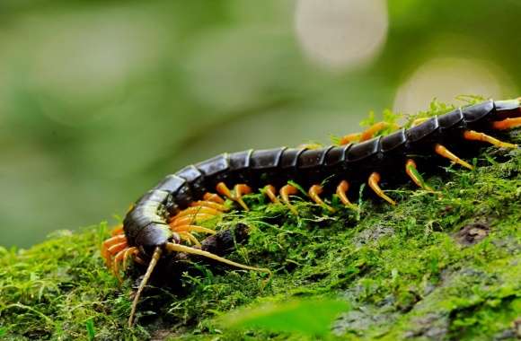 Giant Centipede Macro