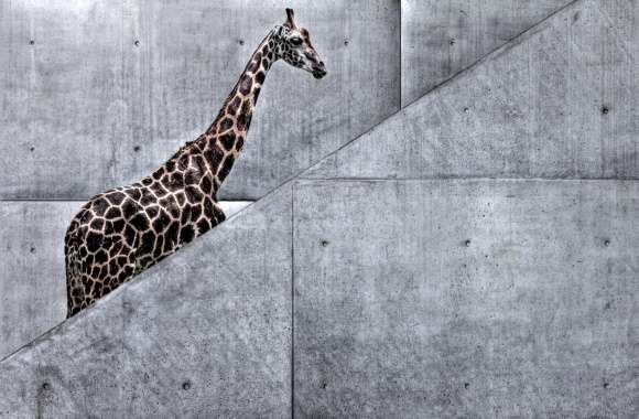 Giraffe Climbing Stairs