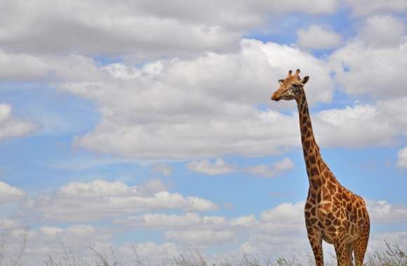 Giraffe in Nairobi Park