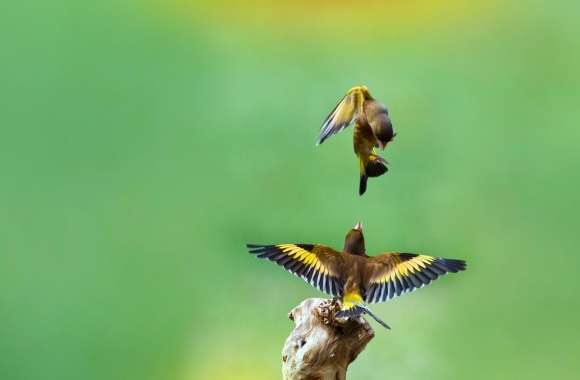 Goldfinch Birds