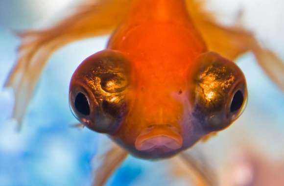 Goldfish with Big Eyes