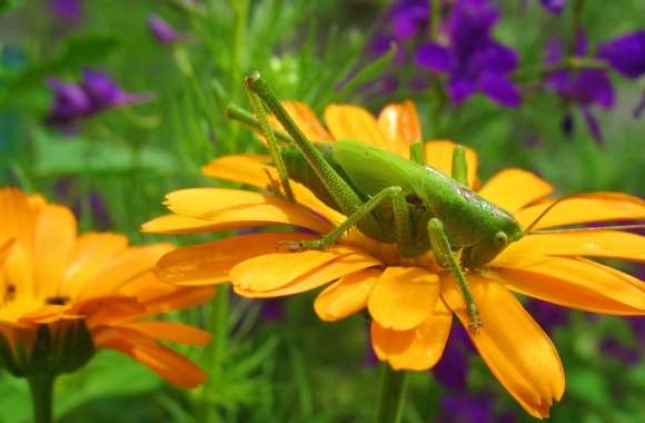 Grasshopper On A Flower