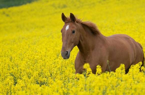 Horse In Flower Field