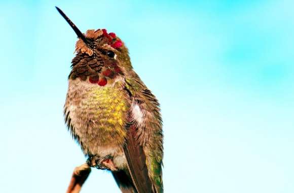 Hummingbird Head Up