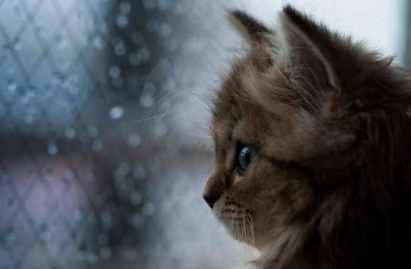 Kitten Looking Out Window
