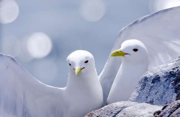 Kittiwakes wallpapers hd quality