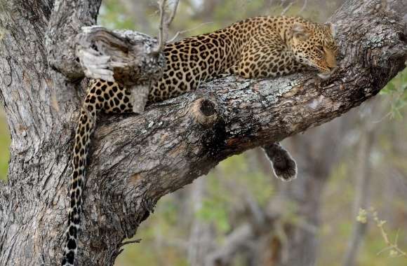 Leopard Relaxation