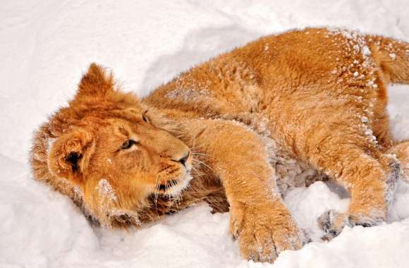 Lion In Snow