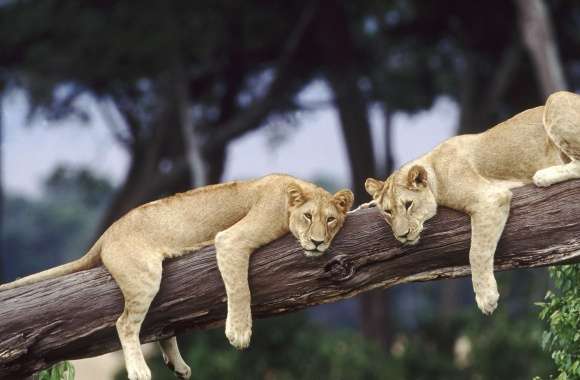 Lionesses Resting On A Fallen Tree