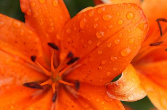 Orange Lily wallpapers hd quality