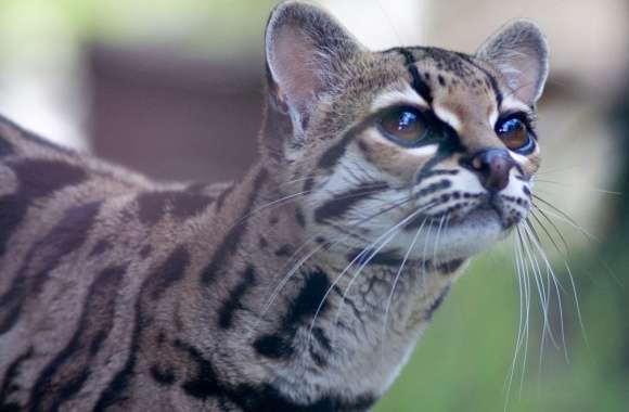Pantanal Cat wallpapers hd quality