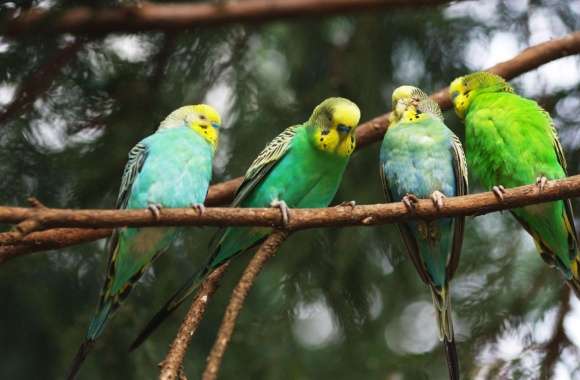 Parrots On A Branch