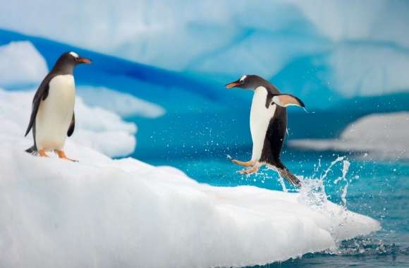 Penguin Jumping