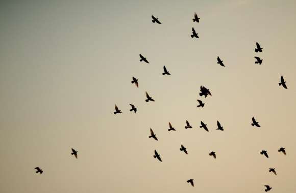 Pigeon Flock
