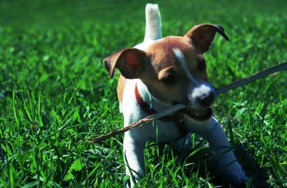 Playful Jack Russell Puppy