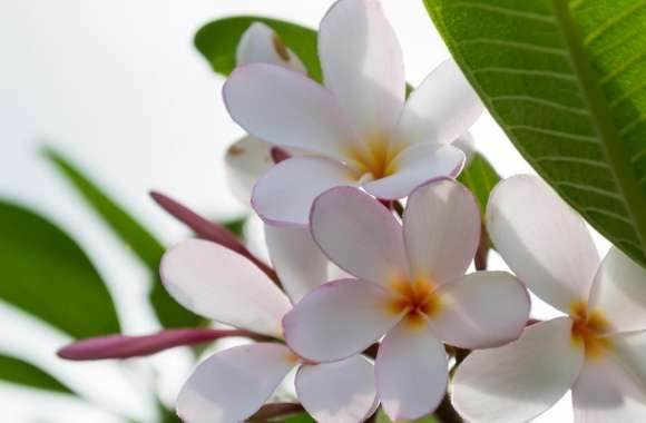 Plumeria Flowers wallpapers hd quality