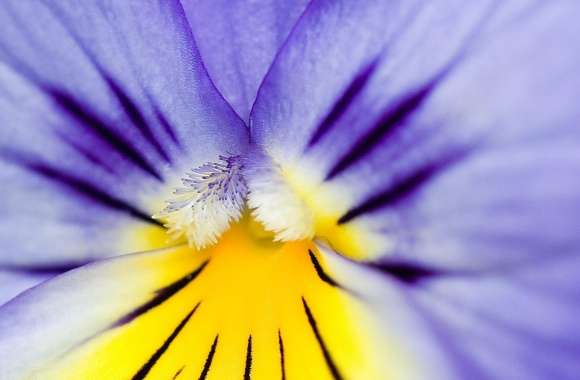 Purple Pansy wallpapers hd quality