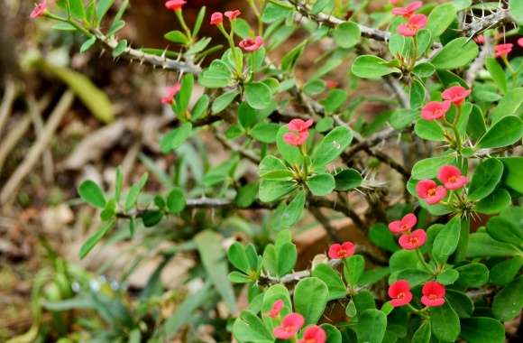 Red Euphorbia wallpapers hd quality