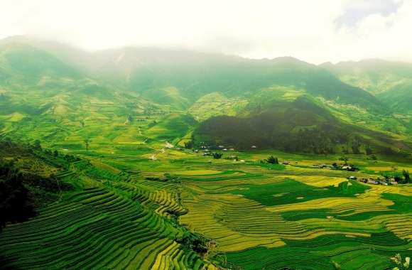Rice Paddy Terraces