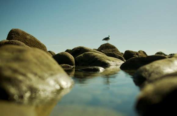 Seagull On The Rocks wallpapers hd quality