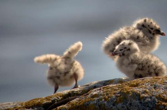 Seagulls Chicks