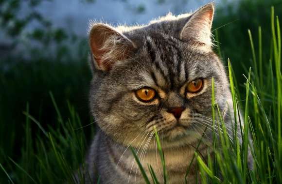 Serious Cat wallpapers hd quality