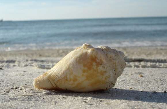 Shell wallpapers hd quality