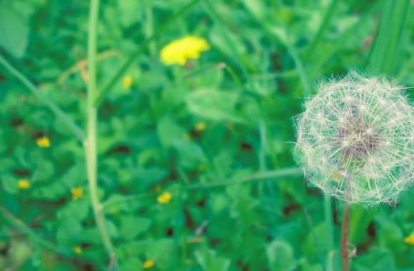 Simple Dandelion wallpapers hd quality