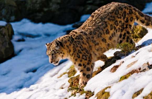Snow Leopard Walking Down