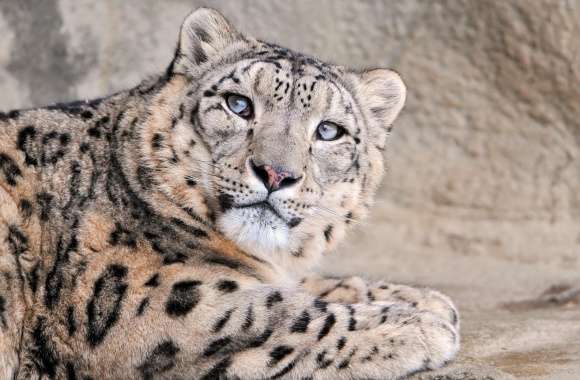 Snow Leopard With Blue Eyes