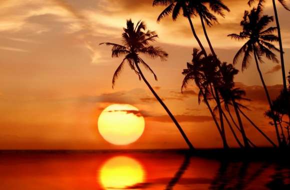 Sunset In Tropical Paradise
