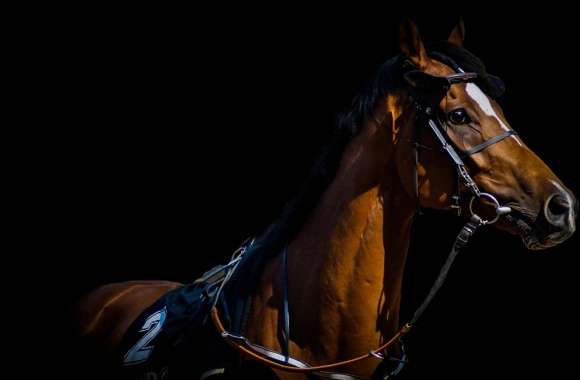 Thoroughbred wallpapers hd quality