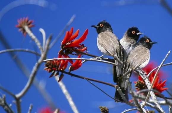 Three Birds Etosha National Park Namibia