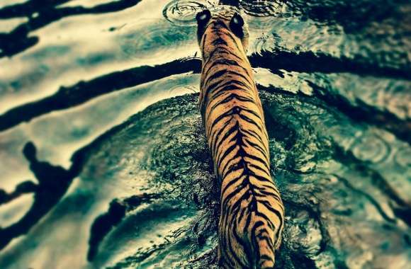 Tiger In Water