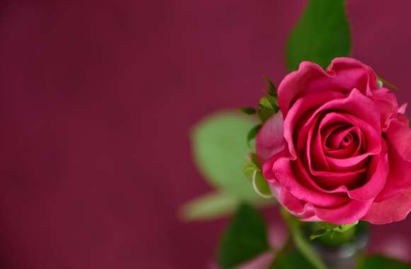 Valentines Day Pink Rose