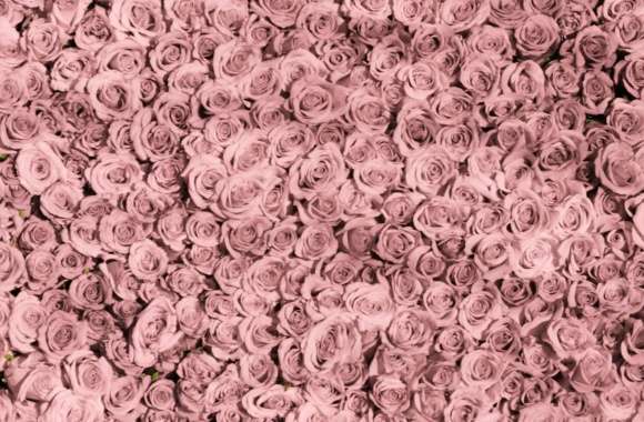 Vintage Pink Roses Tumblr wallpapers hd quality
