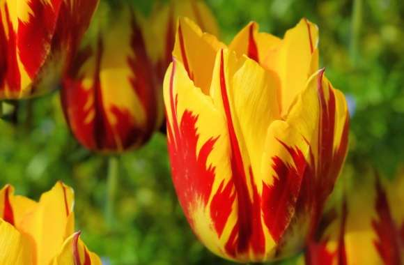Yellow Red Tulips wallpapers hd quality