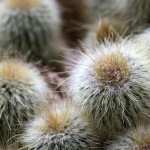 Cactus 1080p