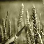 Wheat wallpapers for desktop