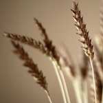 Wheat pics